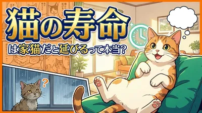 猫の寿命は家猫だと延びるって本当？