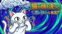 猫が顔を洗うと雨が降るって本当？