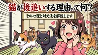 猫が後追いする理由って何？その心理と対処法を解説します